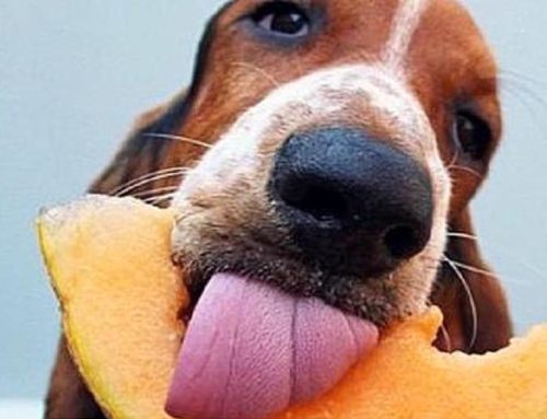 Si può dare la frutta al cane?